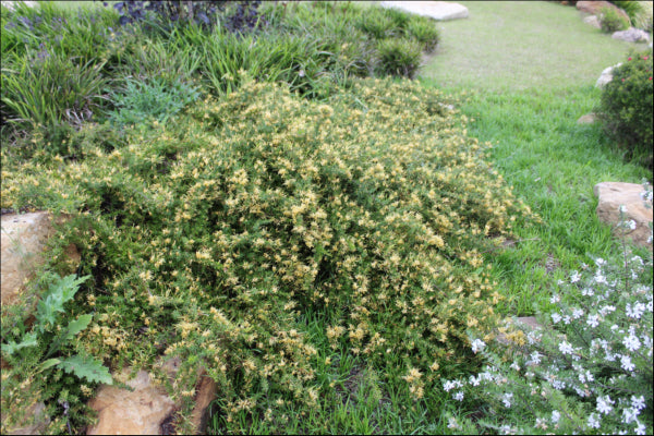 Grevillea juniperina ‘H22’ PBR 'Gold Cluster™'