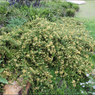 Grevillea juniperina Gold Cluster