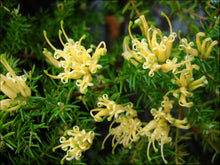 Load image into Gallery viewer, Grevillea juniperina ‘H22’ PBR &#39;Gold Cluster™&#39;
