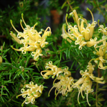 Grevillea juniperina Gold Cluster