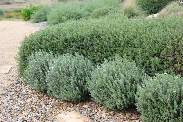 Westringia fruticosa PBR Grey Box tm