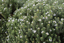 Load image into Gallery viewer, Westringia fruticosa (WES04)  PBR  GREY BOX tm
