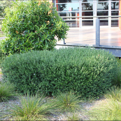 Westringia fruticosa Naringa™