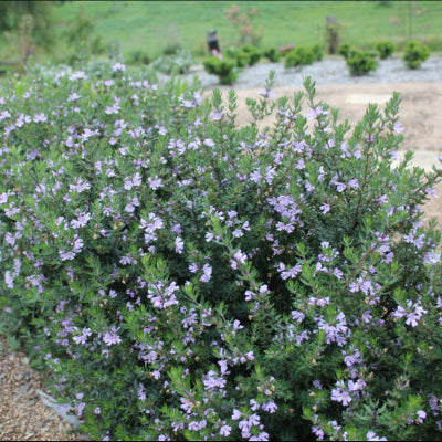 Westringia fruticosa Naringa™