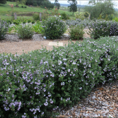 Westringia fruticosa Aussie Box®