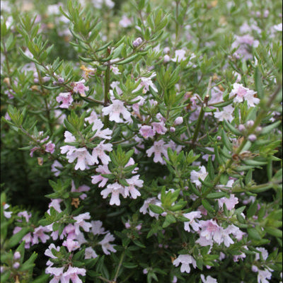 Westringia fruticosa Aussie Box®