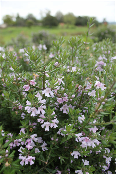 Westringia Aussie Box