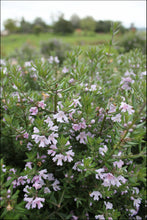 Load image into Gallery viewer, Westringia Aussie Box
