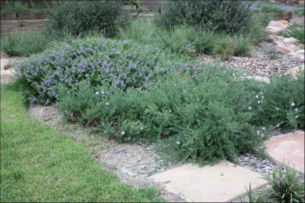 Scaevola humilis (PFS100) PBR PURPLE FUSION tm