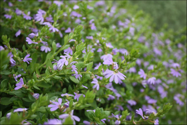 Scaevola humilis (PFS100) PBR PURPLE FUSION tm