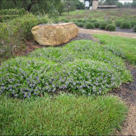 Scaevola humilis Purple Fusion