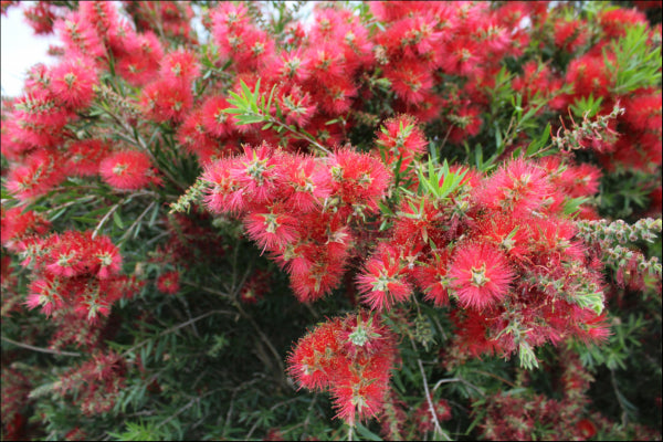 Callistemon viminalis Slim