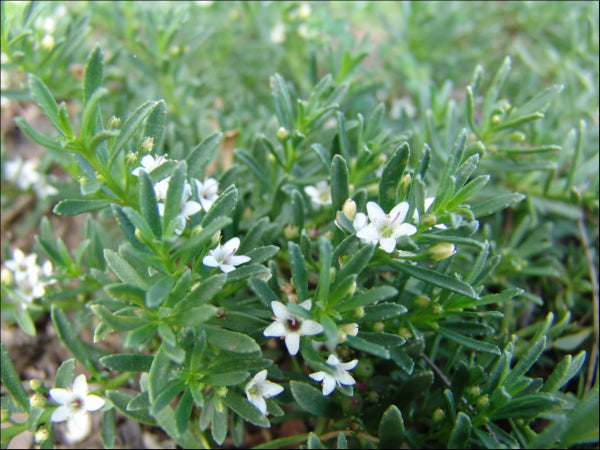 Myoporum parvifolium Yareena