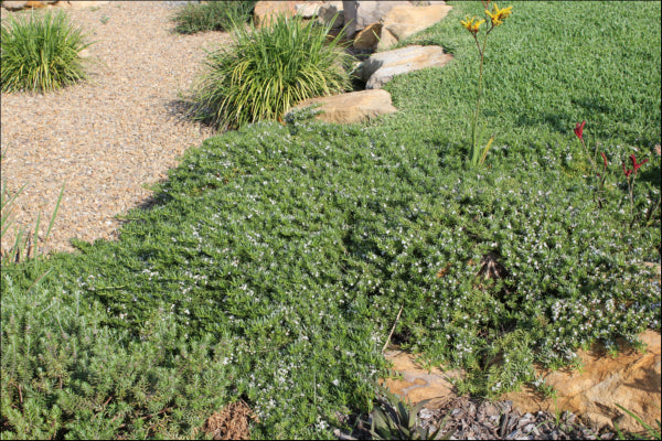 Myoporum parvifolium Yareena
