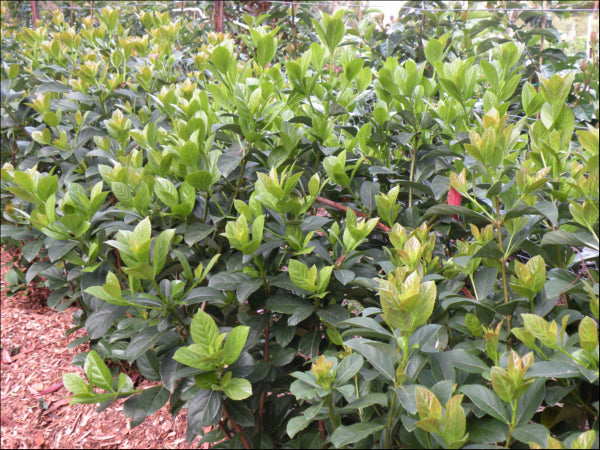 Viburnum odoratissimum Dense Fense