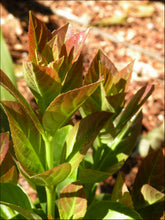 Load image into Gallery viewer, Viburnum odoratissimum Dense Fense
