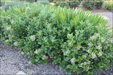 Load image into Gallery viewer, Viburnum odoratissimum Dense Fense
