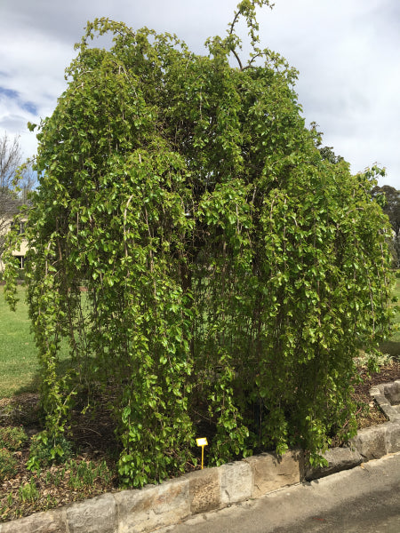 Morus alba pendula Weeping Mulberry