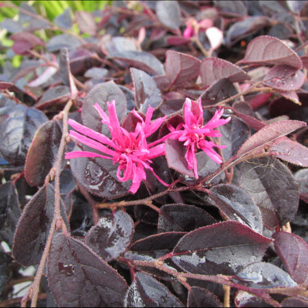 Loropetalum chinense Purple Pixie