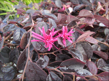 Load image into Gallery viewer, Loropetalum chinense (PEACK) PBR Purple Pixie tm
