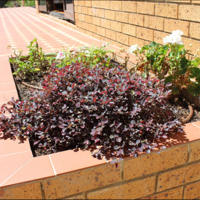 Loropetalum chinense Purple Pixie