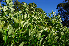 Load image into Gallery viewer, Viburnum odoratissimum (VOQ1) PBR  Quick Fence tm
