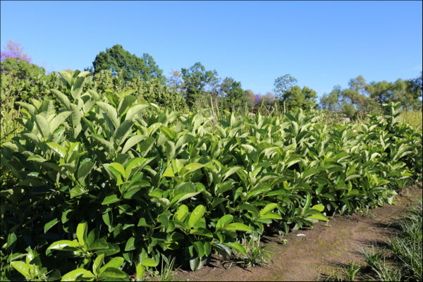 Viburnum odoratissimum (VOQ1) PBR  Quick Fence tm