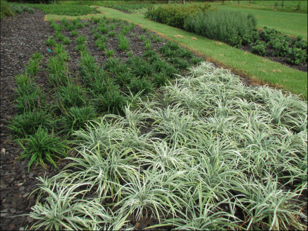 Liriope muscari Silverlawn