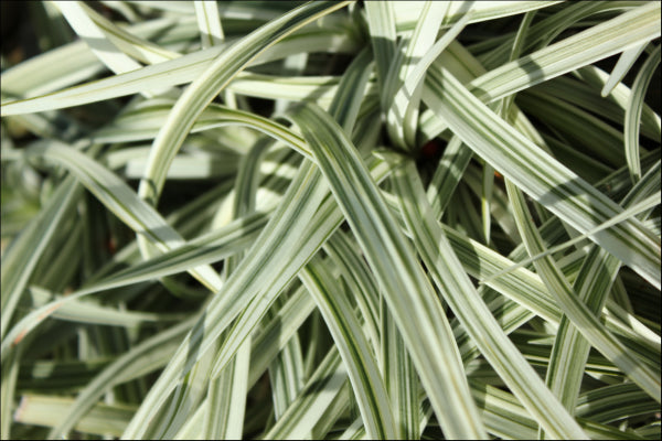 Liriope muscari Silverlawn