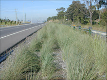 Load image into Gallery viewer, Poa labillardieri Eskdale
