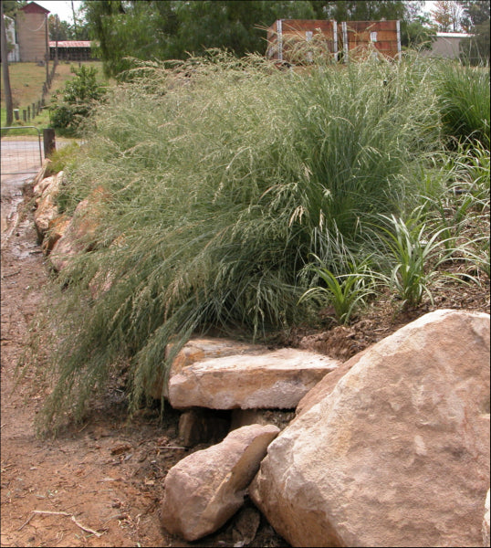 Poa labillardieri Eskdale