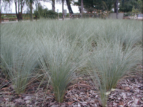 "Poa poiformis PBR Kingsdale™