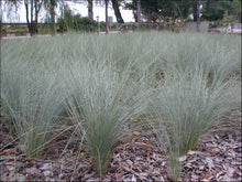 Load image into Gallery viewer, Poa poiformis (PP500) PBR  KINGSDALE tm
