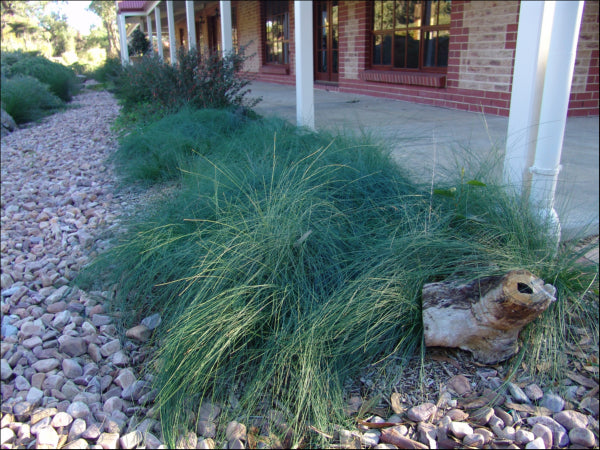 "Poa poiformis PBR Kingsdale™