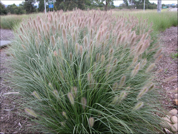 Pennisetum alopecuroides (PA300)  PBR  NAFRAY rtm