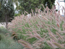 Load image into Gallery viewer, Pennisetum alopecuroides PBR Purple Lea rtm
