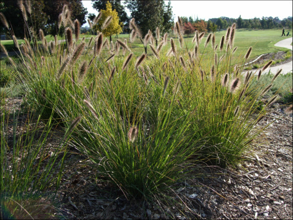 Pennisetum alopecuroides PBR Purple Lea rtm