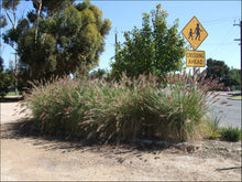 Load image into Gallery viewer, Pennisetum alopecuroides PBR Purple Lea rtm
