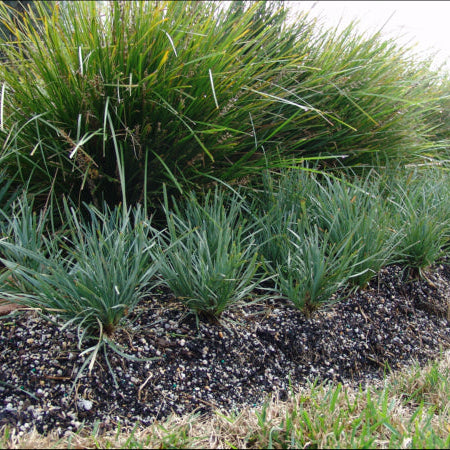 Lomandra filiformis Savanna Blue