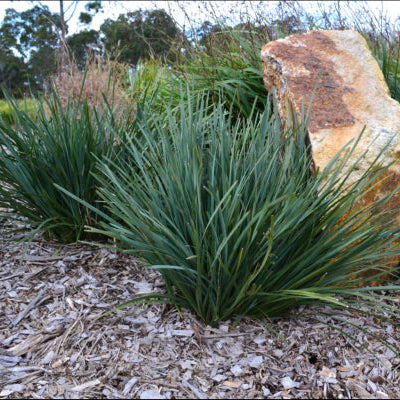 Lomandra filiformis Savanna Blue
