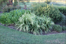 Load image into Gallery viewer, Lomandra hystrix (LHWP)  PBR  TROPIC CASCADE tm
