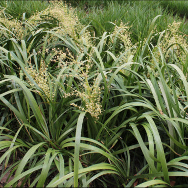 Lomandra hystrix (LHWP) Tropic Cascade