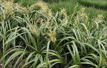 Load image into Gallery viewer, Lomandra hystrix (LHWP)  PBR  TROPIC CASCADE tm
