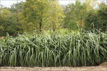 Load image into Gallery viewer, Lomandra hystrix (LHWP)  PBR  TROPIC CASCADE tm
