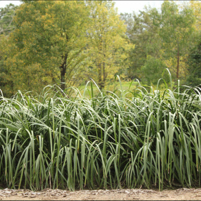 Lomandra hystrix (LHWP) Tropic Cascade