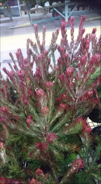 Adenanthos sericeus Bronze Glow  PBR