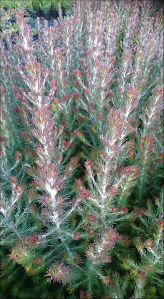 Adenanthos sericeus Bronze Glow  PBR