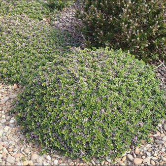 Ziera prostrata Carpet Star