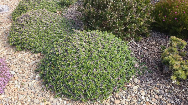 Zieria prostrata Carpet Star