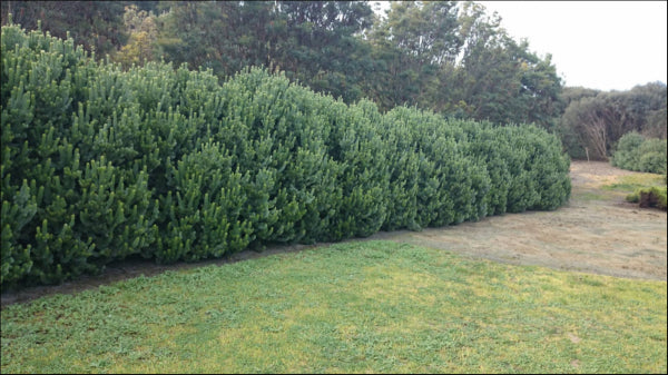 Adenanthos sericea Silver Streak